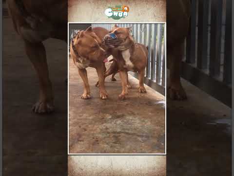 Video: Chó Pit Bull từ sơ sinh đến sáu tuần