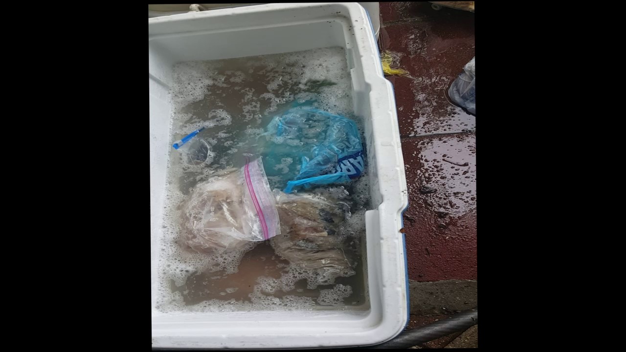 How to Make Chum for Saltwater Fishing using fish and biodegradable