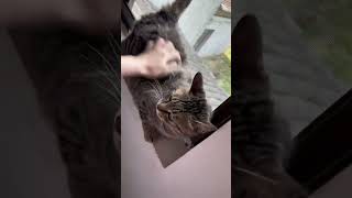 Help Lucky molt.🤗🤗🤗 #cat #cute #luckycat #pets #funny