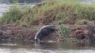 Crocodile in powai lake (Saurabh Bhandari Photography)