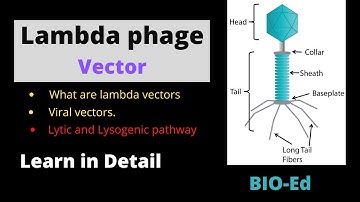 Lambda phage Vector. | rDNA Technology |