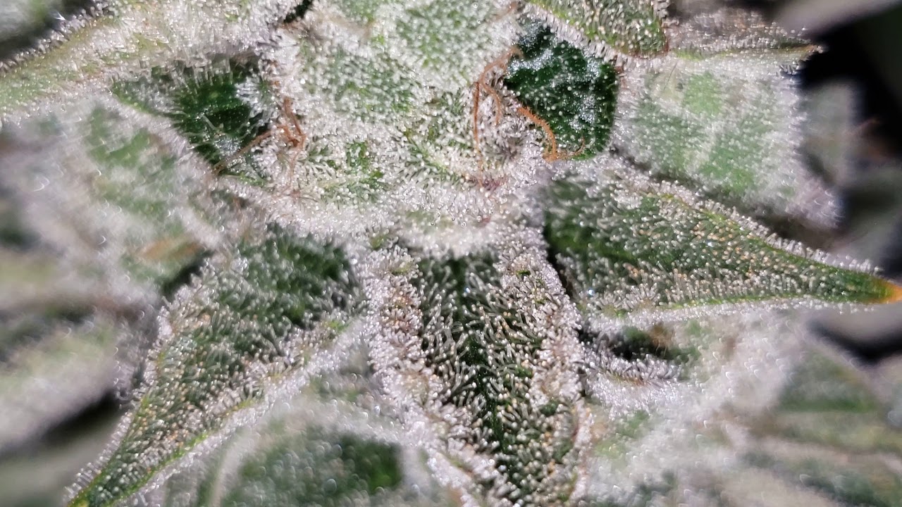Garden documentary !!! YouTube