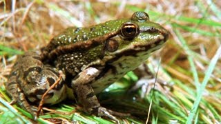 Facts About Frogs & Toads 🐸 - Secret Nature | Amphibian Documentary | Natural History Channel