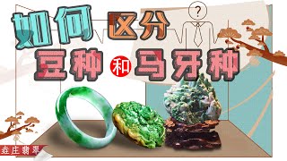 什麼是翡翠的豆種和馬牙種【翡翠原石知識技巧講堂十九】