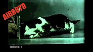 Cat On Acid - The Confused Cat 1960