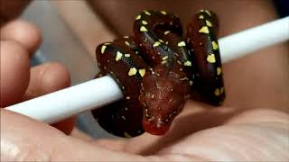 Green Tree Python -  Biak x Manokwari Neo's hatching!!