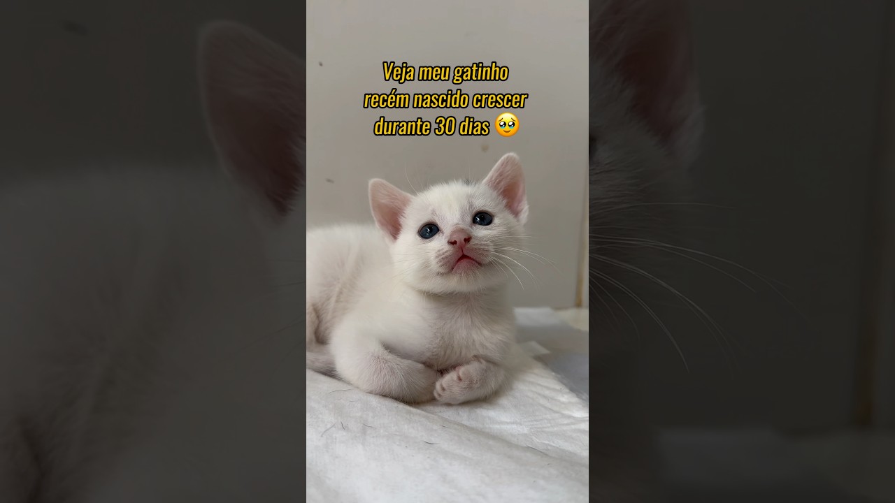 CRESCIMENTO EM 30 DIAS DE UM GATINHO RECÉM NASCIDO 🐱 #gatos #gato #gatosfofos #gatinho #gatinhos