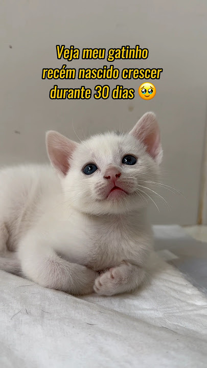 CRESCIMENTO EM 30 DIAS DE UM GATINHO RECÉM NASCIDO 🐱 #gatos #gato #gatosfofos #gatinho #gatinhos