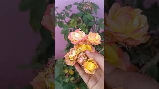 Beautiful roses #viral