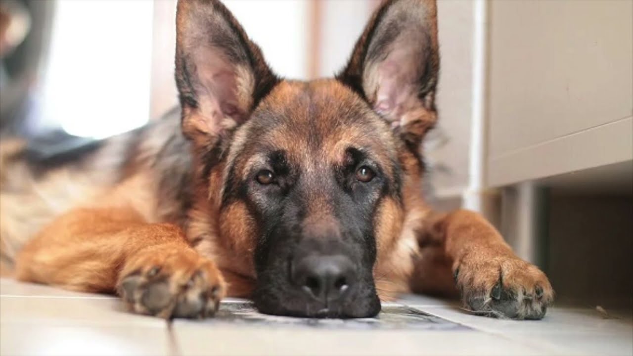 Cane da Pastore Tedesco pastoretedesco YouTube