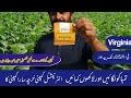 Tobacco farming information  tobacco farming  tobacco crop