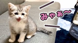 初めて家に来た子猫の鳴き声がかわいい…