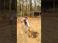 funny23😂🐒#funny #comedy #monkey #shorts #shortsfeed