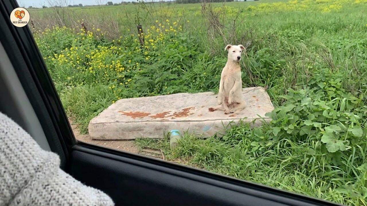 Она, стоя на коленях с молящими глазами, молча умоляла нас спасти её брата-близнеца.