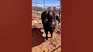 brahman red bull #bull #sapisuper #sapi #cows #brahman #sapibrahman #cow #subscribe #sapijumbo