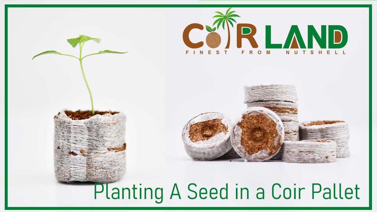 How to plant a seed in Coco Pallet (Coconut coir pallet) - YouTube