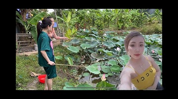 Em gái miền tây câu cá rô đồng ngoài ao sen giật liên tục | Natural fishing bait ant eggs.