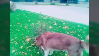 Хаски наслаждается этим ЧУДЕСНЫМ ВРЕМЕНЕМ ГОДА. 🐾🍁 Хаски наслаждается этим ЧУДЕСНЫМ ВРЕМЕНЕМ ГОДА. 🐾🍁