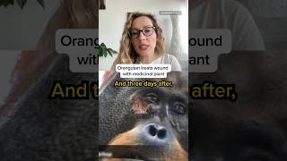 Orangutan treats wound with medical plant screenshot 2
