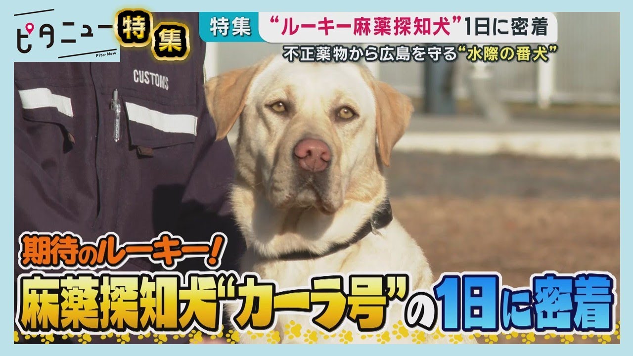 【麻薬探知犬】不正薬物を見つけ出せ 広島空港でも活躍｜ピタニュー特集