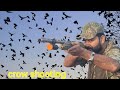 Crow shooting at farm   shotkam october 2023  by malik sarfraz khokhar