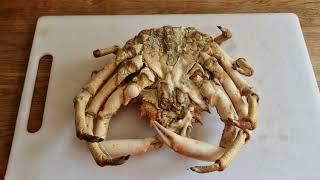 Preparing a Spider Crab for Eating (Step By Step Guide)