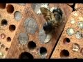 Cooperative Giant Resin Bee Megachile sculpturalis. Episode 3. Взаимопомощь у одиночных пчел. Ч. 3.