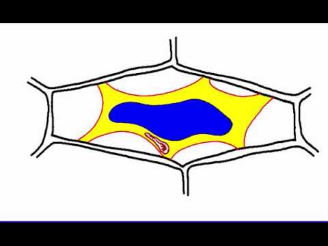 Video: Forskjellen Mellom Osmose Og Plasmolyse