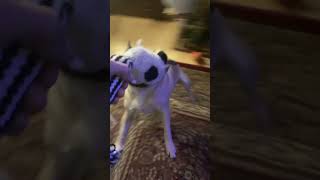 Flying pug Flying pug