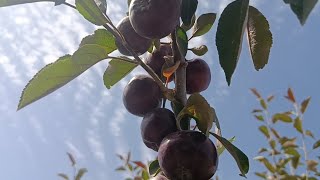 My Favorite Is Red Apple / Beautiful Apple Tree