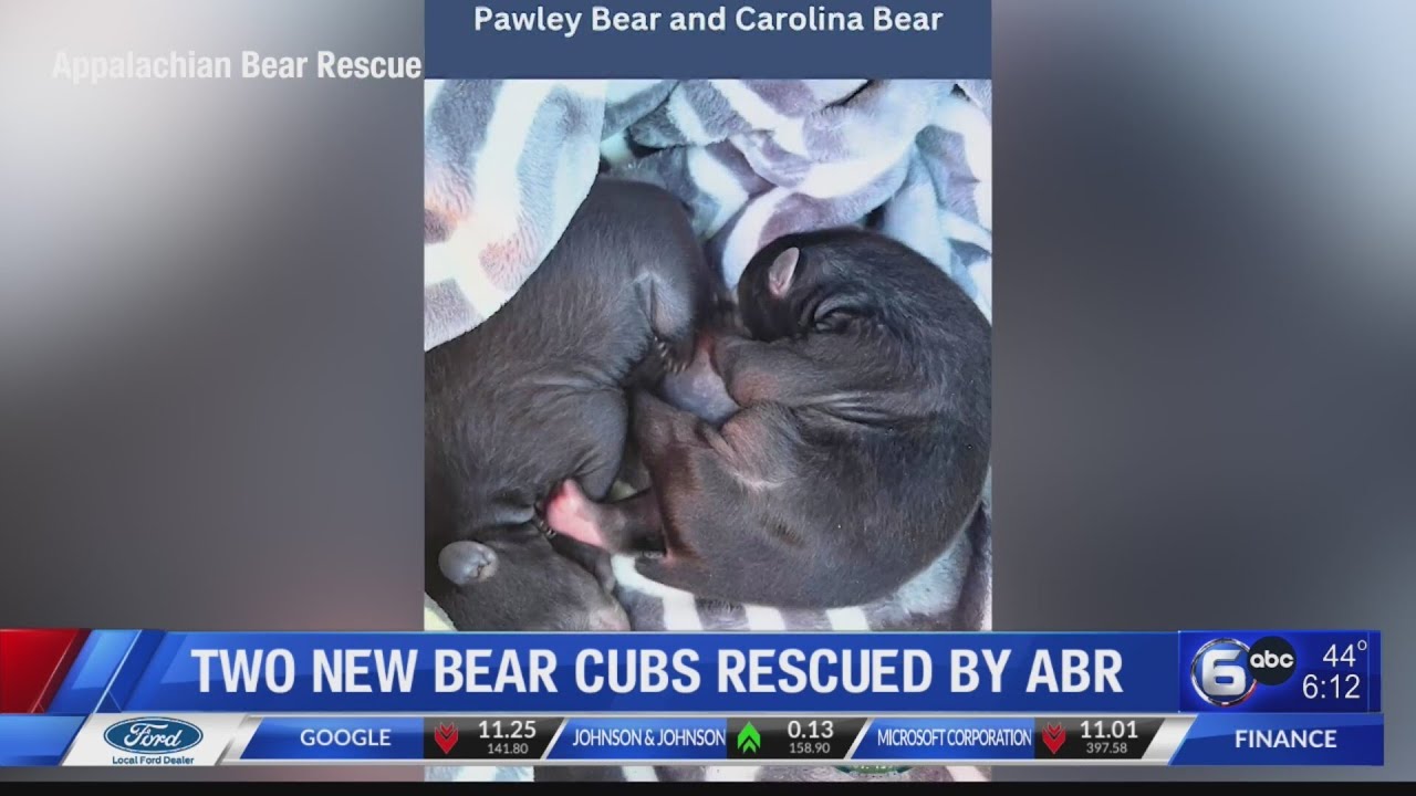 Two new bear cubs rescued by ABR - YouTube