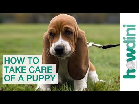 How to Take Care of a Puppy: Bringing a Puppy Home