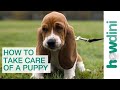 How to Take Care of a Puppy: Bringing a Puppy Home