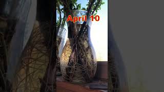 Willow propagation two month update #youtubeshorts #new #diy #enjoylife