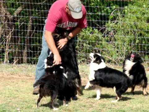 mini aussie adults for sale