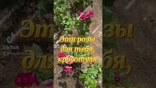 Розы для тебя. 💕🌹 #shorts