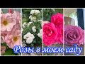 Розы 🌹 в моем саду | VLOG of my life