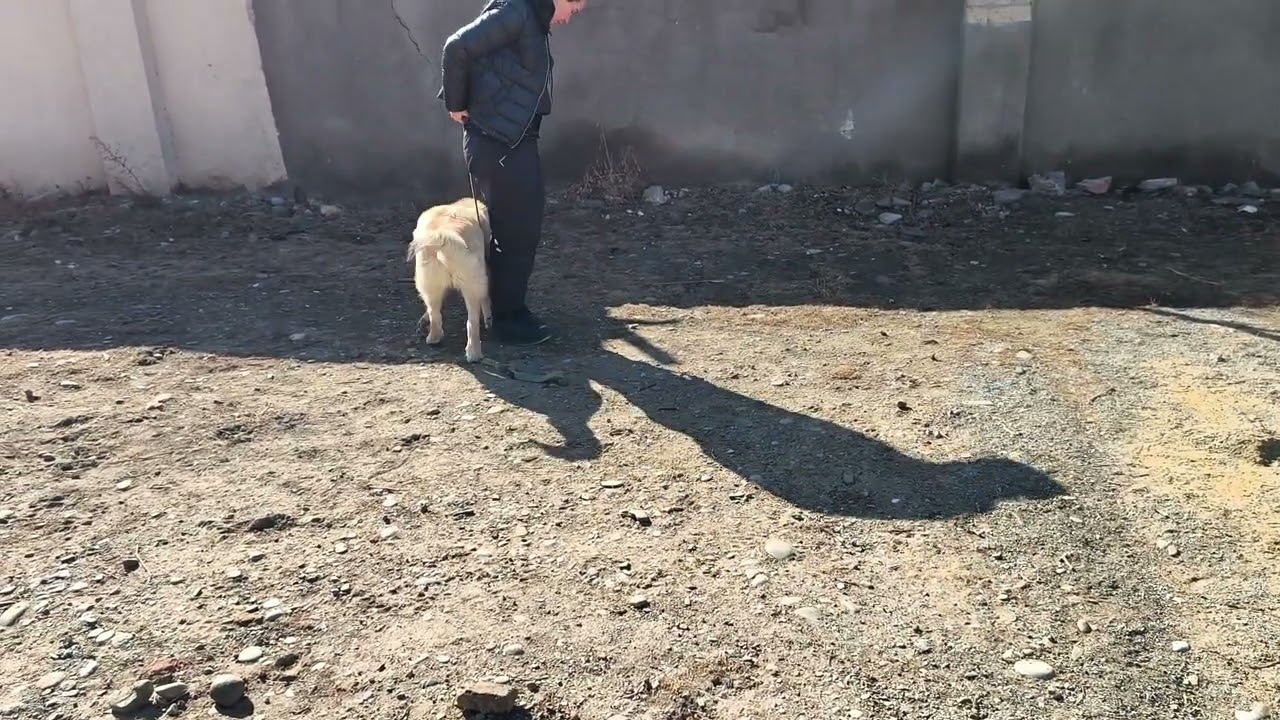 Успехи Бони.