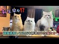 深夜徘徊している所を補導された猫らの話