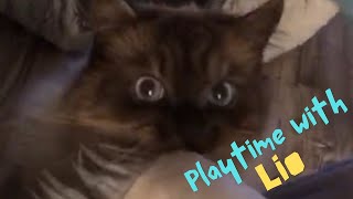 Playtime with Lio and his favorite blanket #cat #pets #funny