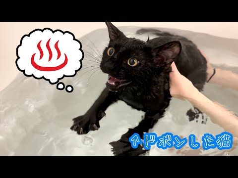 お風呂にドボンして予想外のお風呂デビューすることになっちゃった黒猫