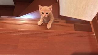 My kitten is so proud of herself for climbing all the way up the stairs.