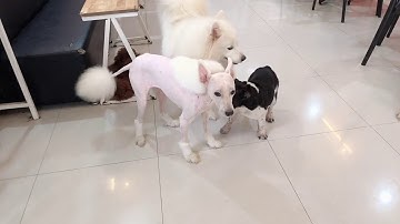 Samoyed hair style - Ritdo pet coffee cà phê thú cưng Đà Nẵng