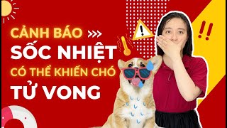 Biểu Hiện Và Cách Sơ Cứu Khi Chó Bị Sốc Nhiệt | AZPET