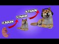 KEHIDUPAN OBIT DARI LAHIR SAMPAI BESAR?? - Dog Life Simulator #1