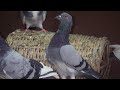 вњ пёЏШ Щ Ш Щ Ш Щ ЩЃШ Щ Ш Щ ШЈШµЩЉЩ рџ ЉпёЏШЄЩ Ш ЩЉШ Ш Щ ЩЉЩ Ш ШЇШ вњ пёЏ вњ пёЏШ Щ Ш Щ Ш Щ ЩЃШ Щ Ш Щ ШЈШµЩЉЩ рџ ЉпёЏШЄЩ Ш ЩЉШ Ш Щ ЩЉЩ Ш ШЇШ вњ пёЏ