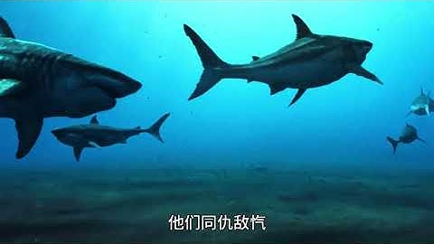 The ultimate battle between the megalodon and the Leviathan whale two ancient Marine giant