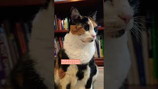Math Cat | Pretty Kitty | Bookworm | Calico Queen | Captain Noodle | Subscribe fur mur Critters