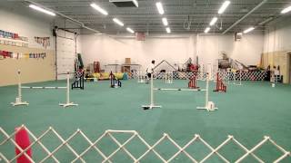 Outlaw Agility Yale and Edward 1