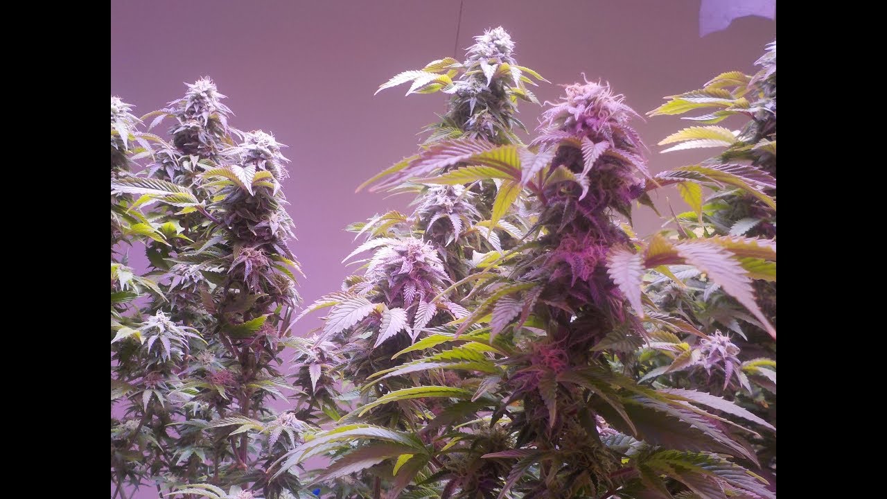 Goliath Grow Show Episode 2: Perfect Sun Goliath covers 4ft x 10ft